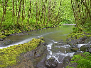 body of water surrounded by green leaf trees