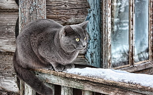 grey fur cat on brown wood plank HD wallpaper