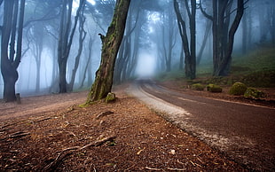 brown road, landscape, nature, mist, road HD wallpaper