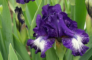 purple and white flower