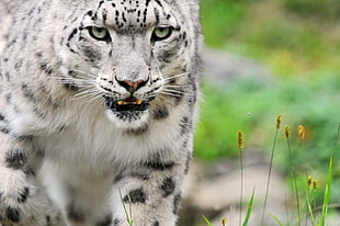 white and black Albino tiger