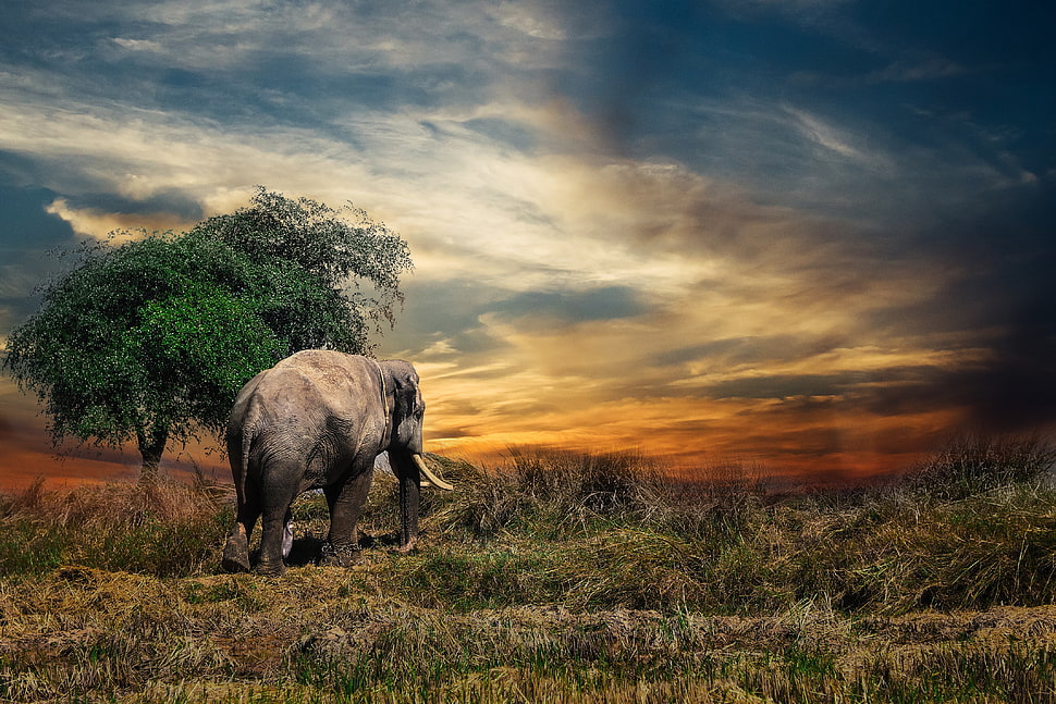 brown elephant, Elephant, Trees, Grass HD wallpaper