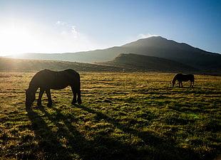 two horse on green grass HD wallpaper