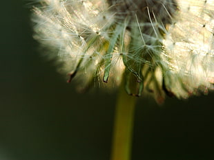 macro photography of Dandelion