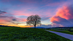 bare tree under orange and blue skies, affoltern