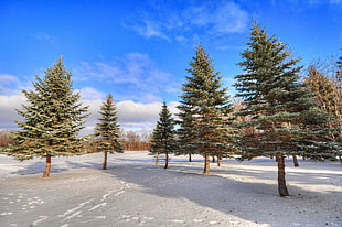 green and brown pine trees