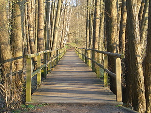 brown wooden bridge HD wallpaper