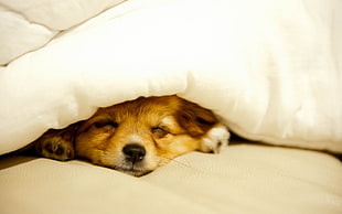 selective focus of orange Pembroke Welsh Corgi under white comforter