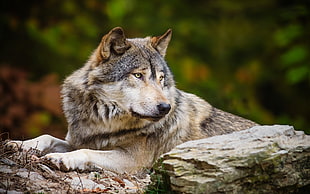 brown and gray Syberian Husky