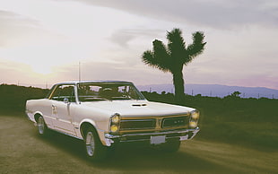 classic white Pontiac GTO coupe, car, muscle cars, Pontiac GTO HD wallpaper