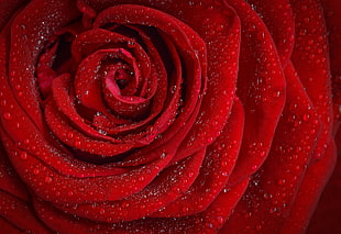 red rose with water droplets