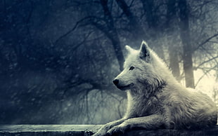 white wolf wallpaper, nature, wolf, animals HD wallpaper