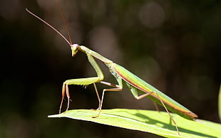 green Praying Mantis in closeup photography HD wallpaper