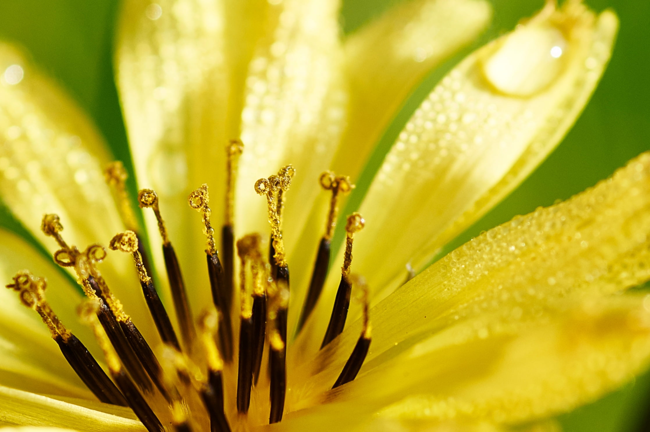 yellow and black flower