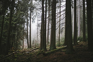 black and white metal frame, photography, nature, forest, the Darkness