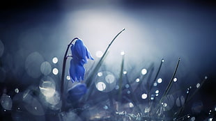 blue flower in tilt shift lens photo HD wallpaper