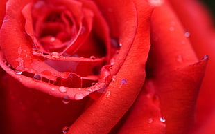 macro photo of red rose with water dropless HD wallpaper