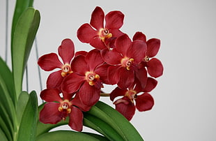 red petaled flowers