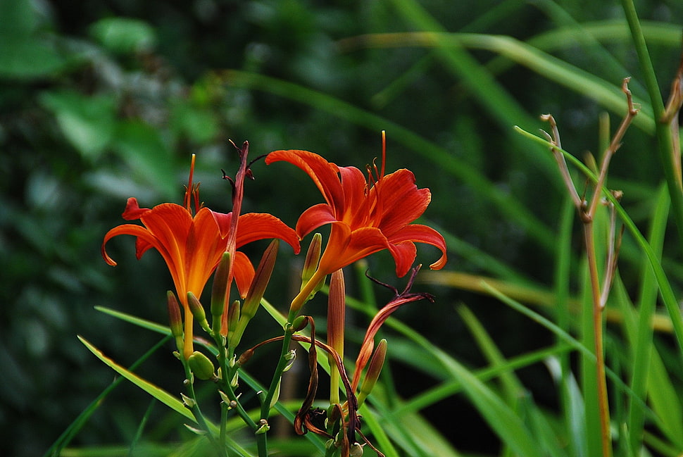 scenery of two red and orange flowers HD wallpaper