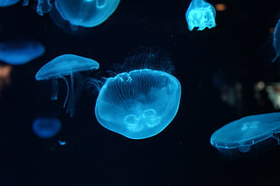 luminescent jellyfish lot HD wallpaper