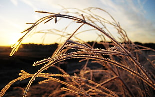 white grass closeup golden hour photography HD wallpaper