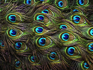 close up photo of brown and green peacock feather HD wallpaper