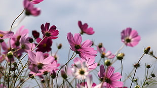 closeup photography of purple petaled flowers