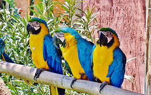 three blue-and-yellow macaws, parrot, macaws, animals, birds HD wallpaper