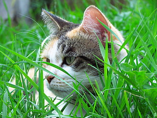 white and grey cat laying on green grass field HD wallpaper