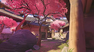 pink sakura trees inside house complex HD wallpaper