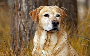 brown short coat dog near brown tree HD wallpaper