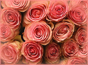 bunch of pink roses