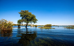 green leave tree on body of water during daytime HD wallpaper
