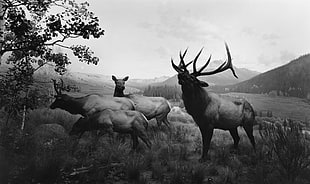 grayscale photo of deers, nature, animals, deer, monochrome HD wallpaper