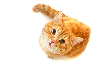 orange Tabby cat on white surface HD wallpaper