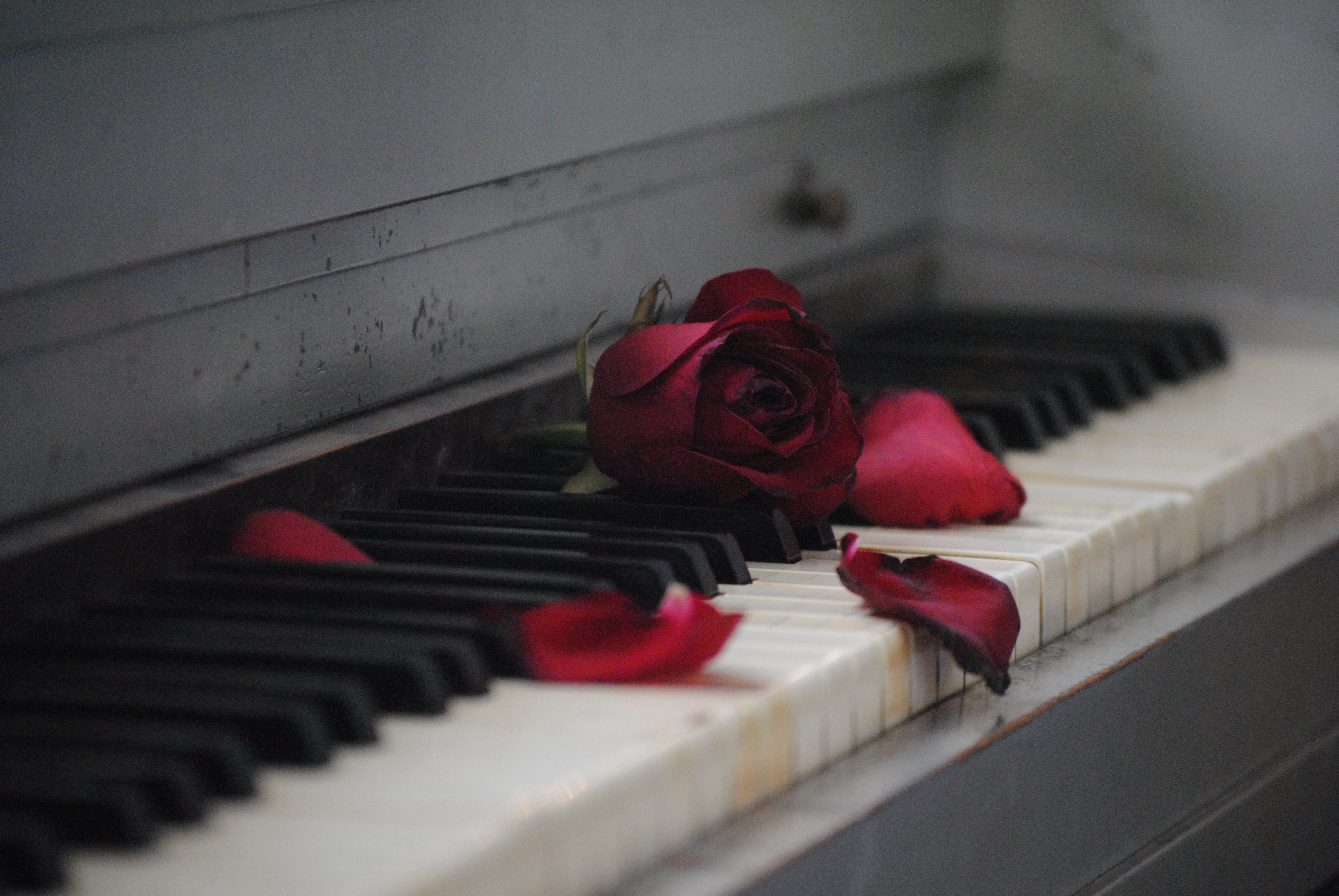 Red rose on white piano HD wallpaper | Wallpaper Flare