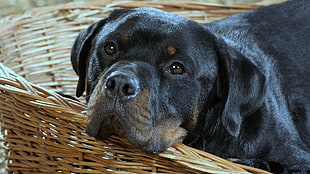 Rottweiler laying on weaker basket HD wallpaper