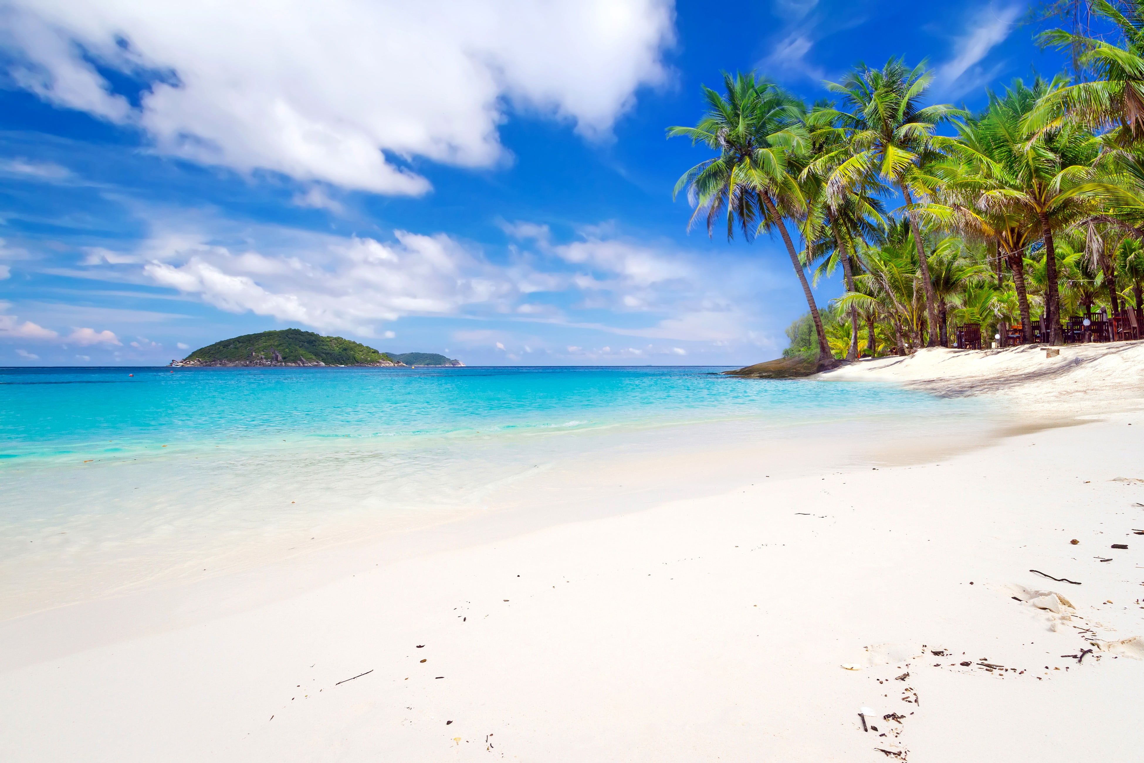 green palm trees, landscape, tropical, beach, palm trees