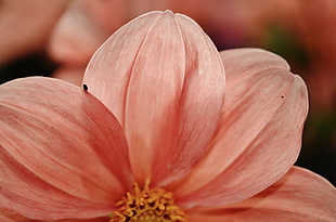 macro photography of red petaled flower