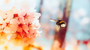 gold-colored and diamond ring, animals, insect, bees, flowers