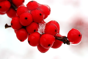 cluster of red round fruits HD wallpaper