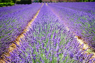 purple flowers field HD wallpaper