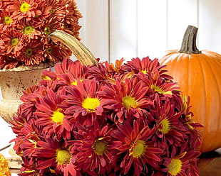 red daisy flowers beside orange pumpkins