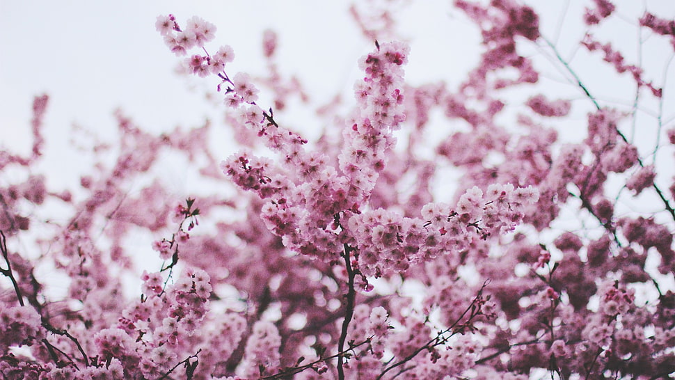 pink flowers, blossom HD wallpaper