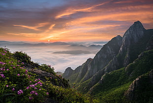 pink flowers, nature, landscape, South Korea, mountains HD wallpaper