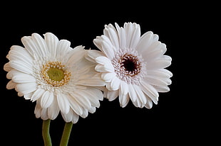 two white petaled flowers HD wallpaper