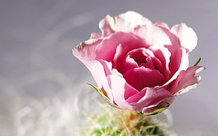 pink rose shallow focus photography