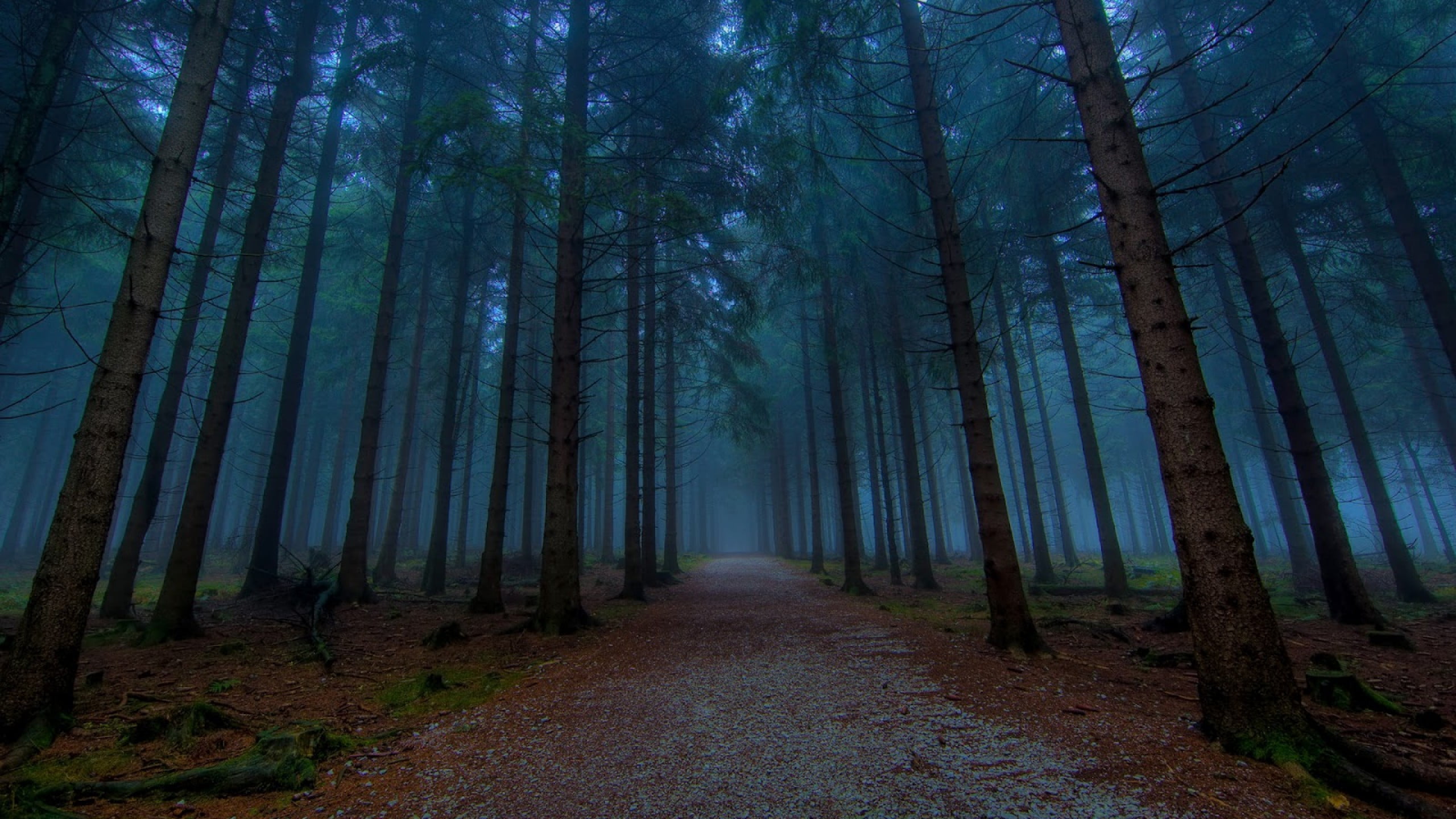 brown tree, forest, landscape, mist