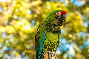 green and yellow macaw HD wallpaper