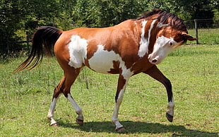 brown and white horse